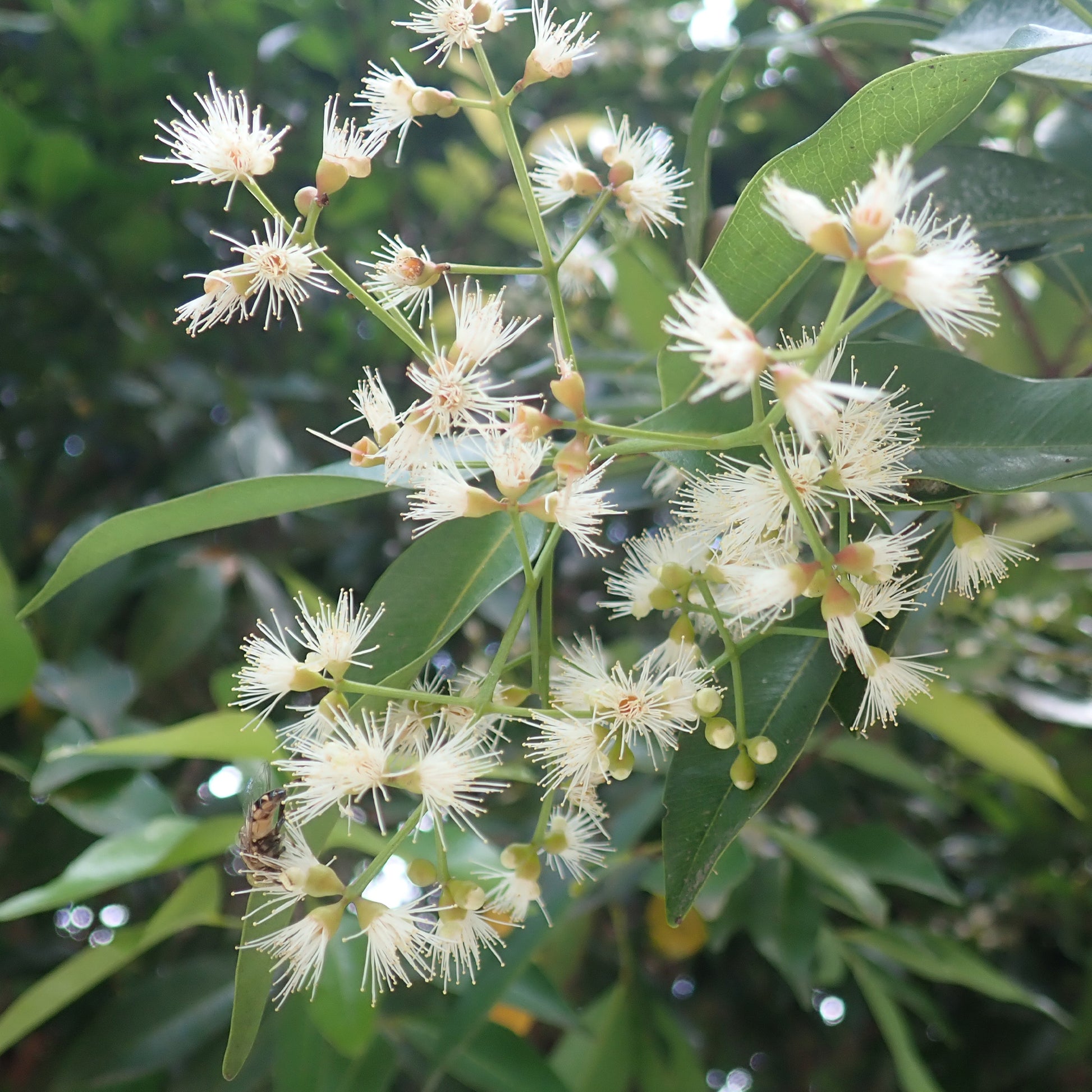 Eugenia myrtifolia 'Newport'/Australische Myrte 'Newport'. - Eugenia myrtifolia Newport - Bakker