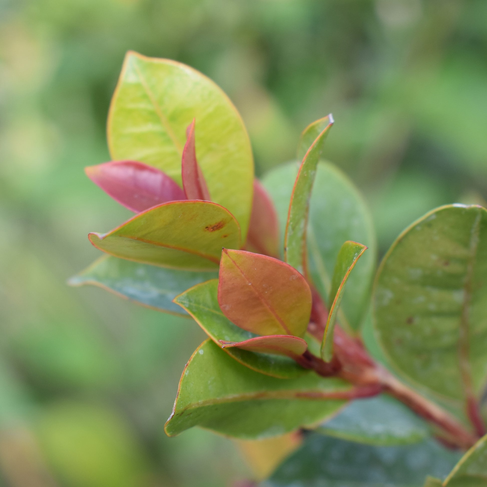 Eugenia myrtifolia 'Newport'/Australische Myrte 'Newport'. - Bakker