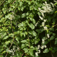 Kletternder Aubert-Knöterich - Fallopia aubertii - Bakker