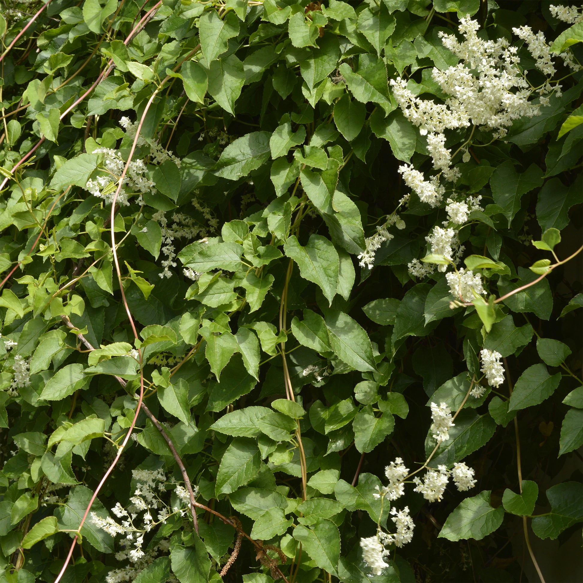 Kletternder Aubert-Knöterich - Fallopia aubertii - Bakker