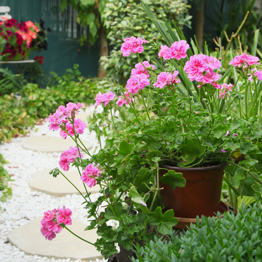 Efeu-Geranie doppelt rosa - Pelargonium peltatum pink