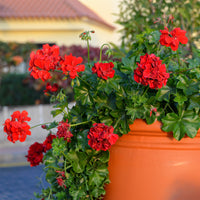 Hängegeranie doppelt rot - Pelargonium peltatum red - Bakker