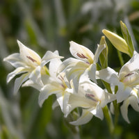 Zwerg-Gladiole The Bride (x20) - Gladiolus colvillei The Bride - Bakker