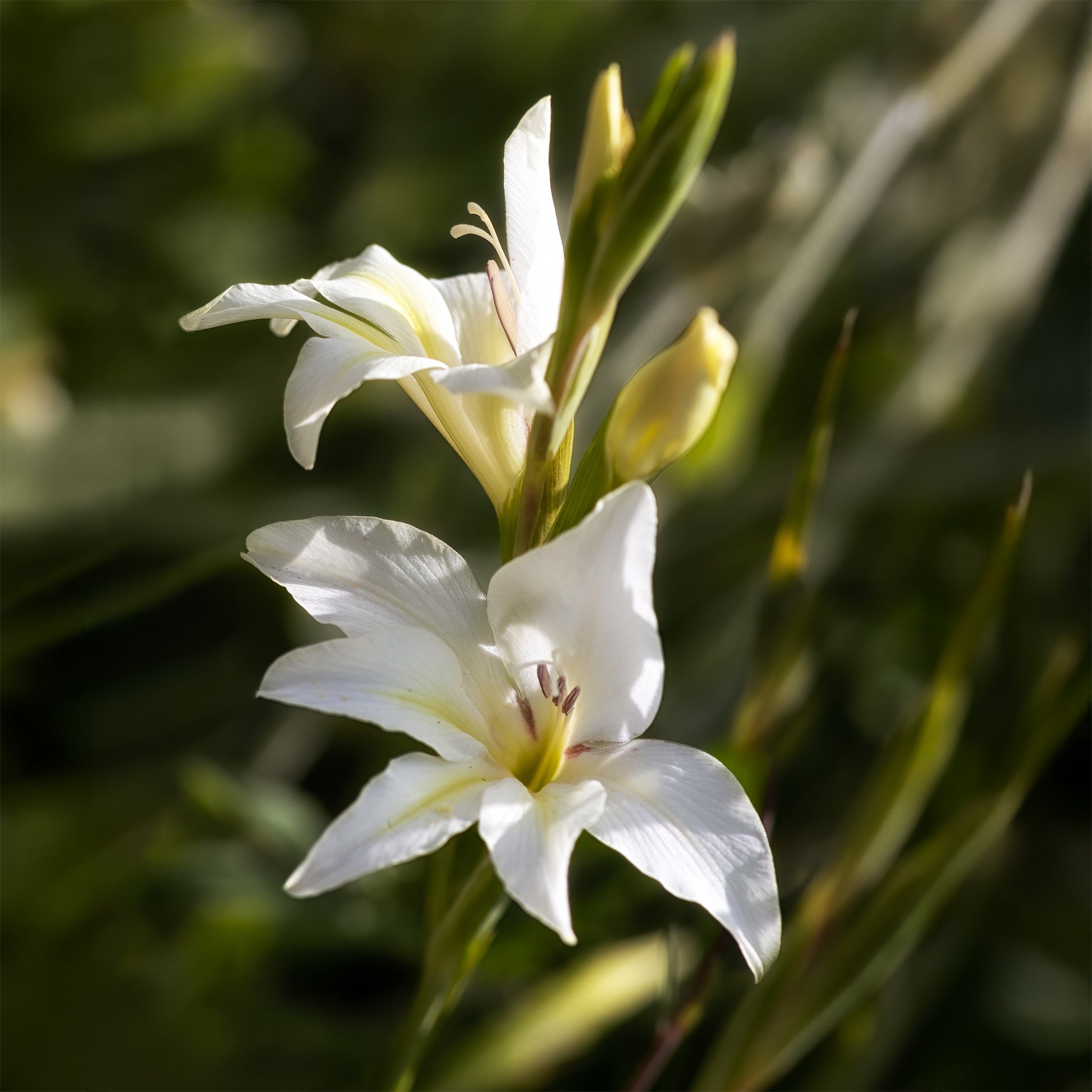 Zwerg-Gladiole The Bride (x20) - Bakker