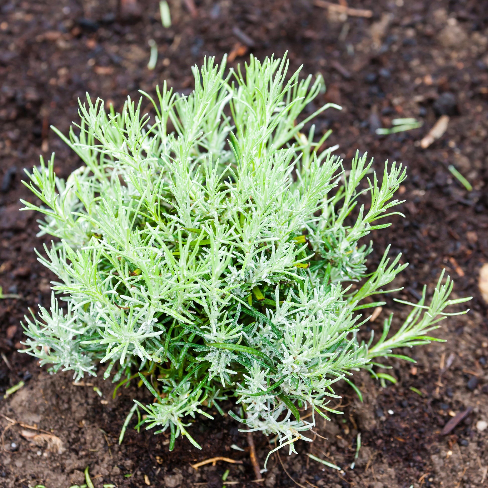 Helichrysum italicum Aladin - Currykraut 'Aladin' Zwerg/ Korsische Immortelle - Stauden