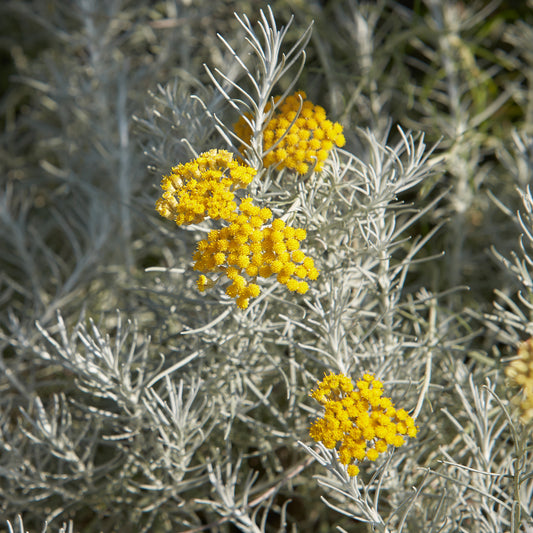 Currykraut 'Aladin' Zwerg/ Korsische Immortelle - Bakker