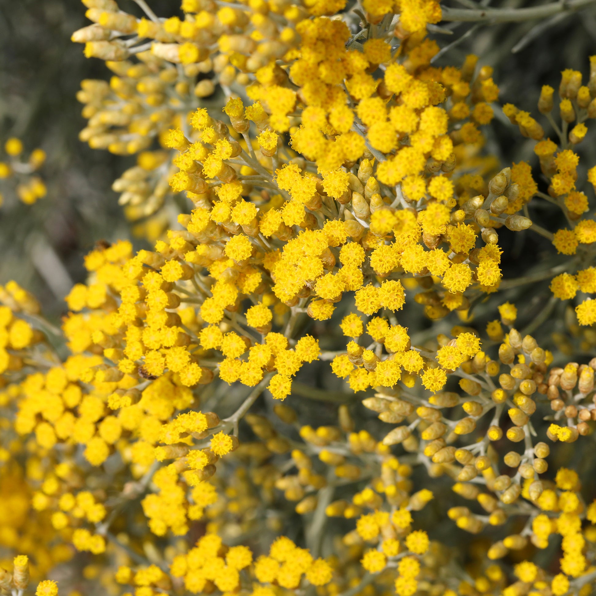 Stauden - Currykraut 'Aladin' Zwerg/ Korsische Immortelle - Helichrysum italicum Aladin