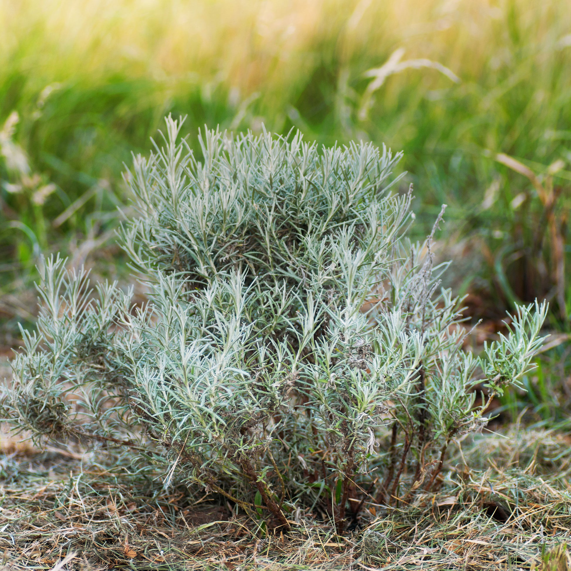 Currykraut 'Aladin' Zwerg/ Korsische Immortelle - Helichrysum italicum Aladin - Bakker