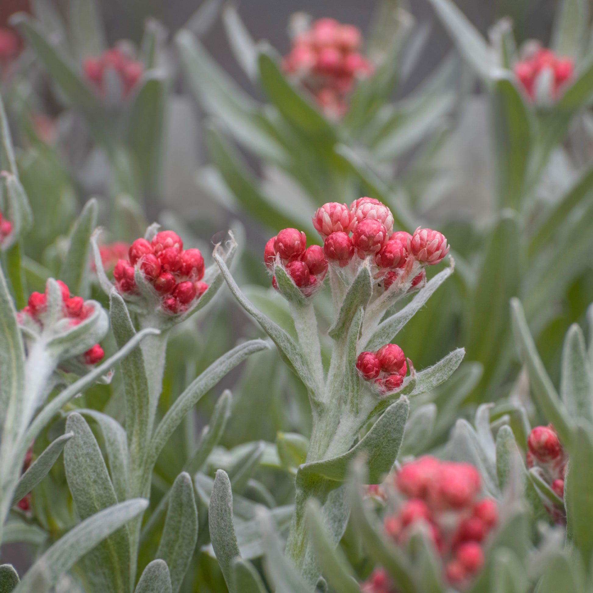 Helichrysum 'Ruby Cluster' / Korsische-Immortelle - Helichrysum amorginum Ruby Cluster ® - Bakker