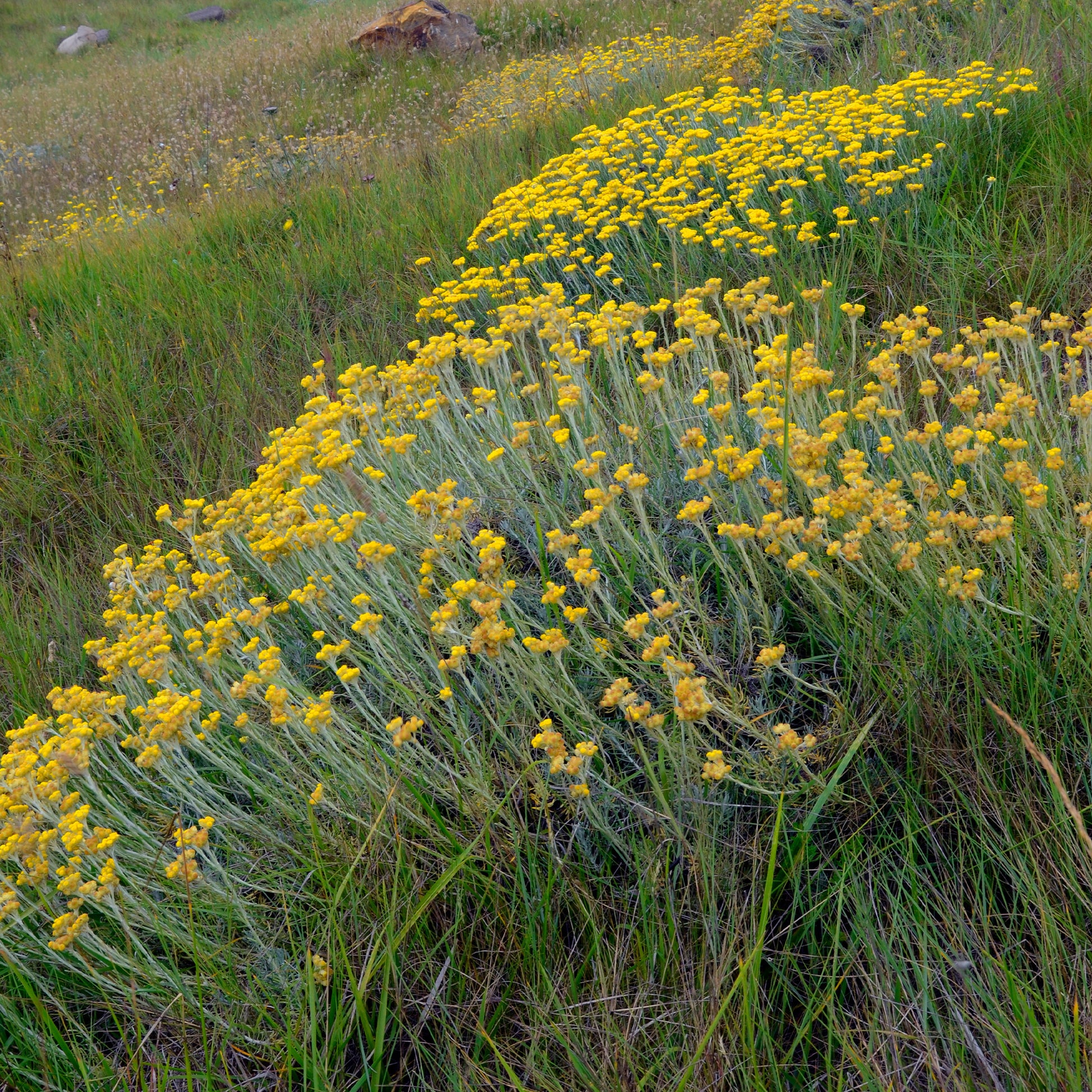 Gewöhnliche Strohblume/Currykraut - Helichrysum stoechas - Bakker