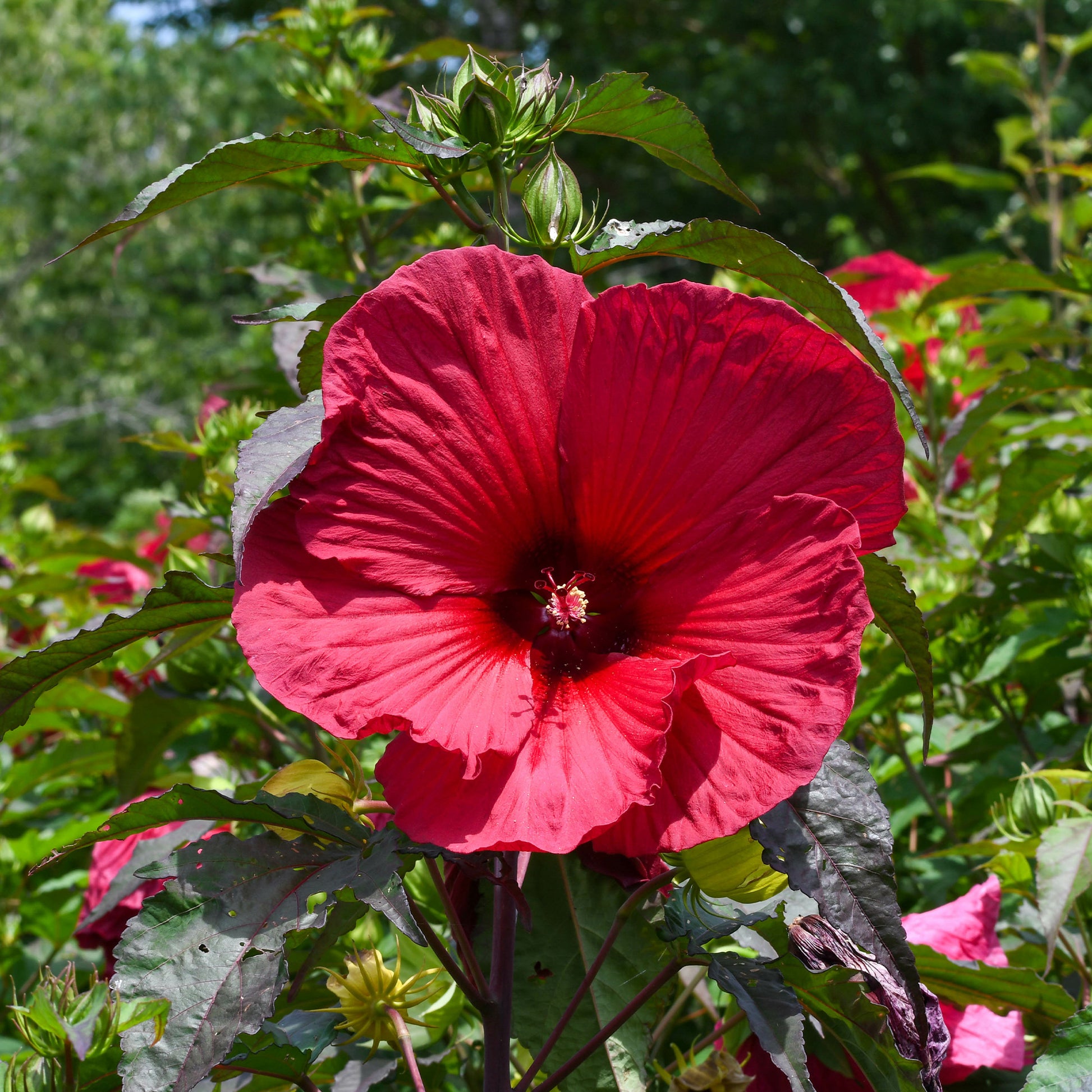 Hibiskus 'Carousel Geant Red'® - Bakker