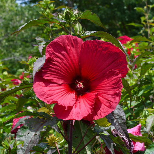 Hibiskus 'Carousel Geant Red'® - Bakker