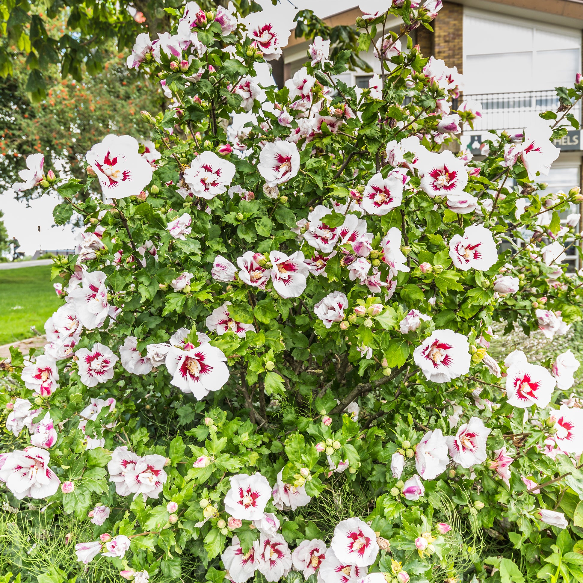 Hibiscus syriacus Hamabo - Bakker