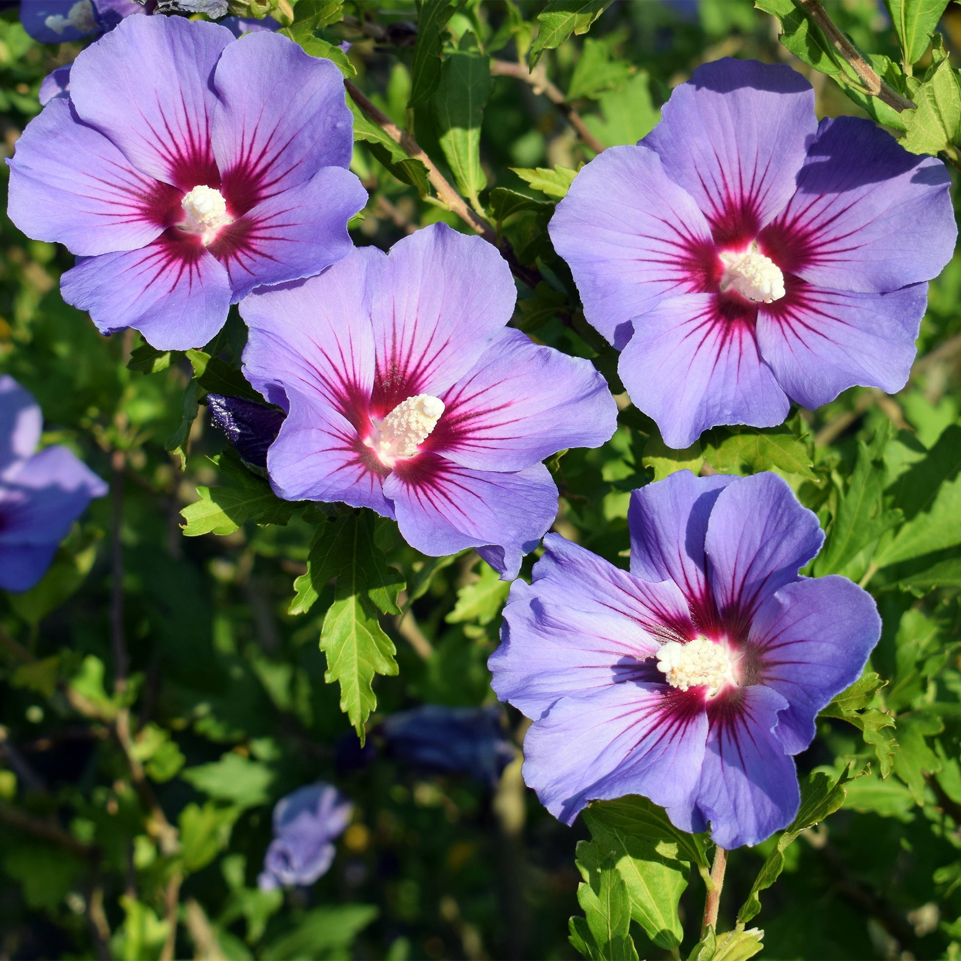 Hibiscus syriacus Blauer Vogel - Hibiscus syriacus Oiseau bleu - Bakker