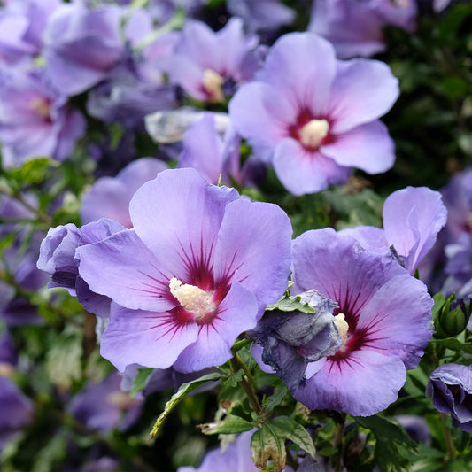 Hibiscus syriacus Blauer Vogel - Bakker