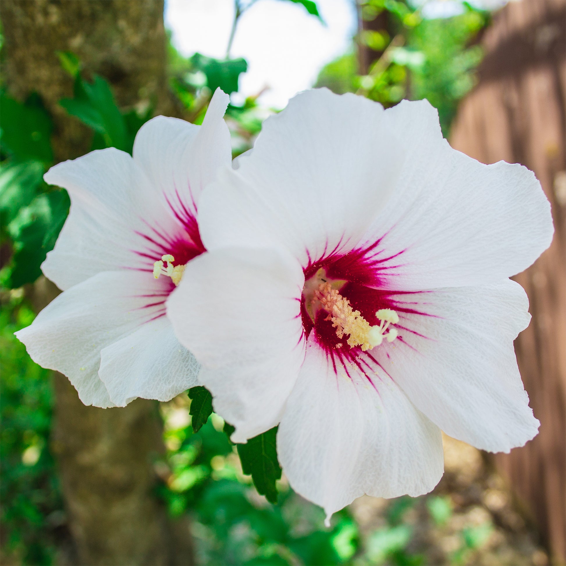 Hibiscus syriacus Red Heart - Bakker