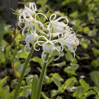 Schönhäutchen Festalis Zwiebeln/Peru-Narzisse (x3) - Hymenocallis x festalis - Bakker