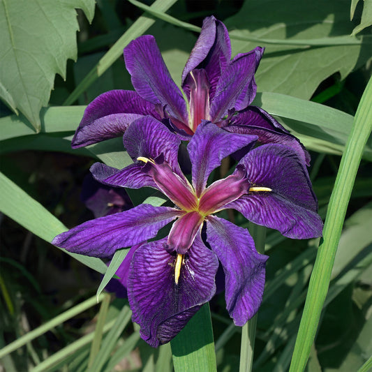 Louisiana-Iris 'Black Gamecock' (Schwarze Schwertlilie) - Bakker