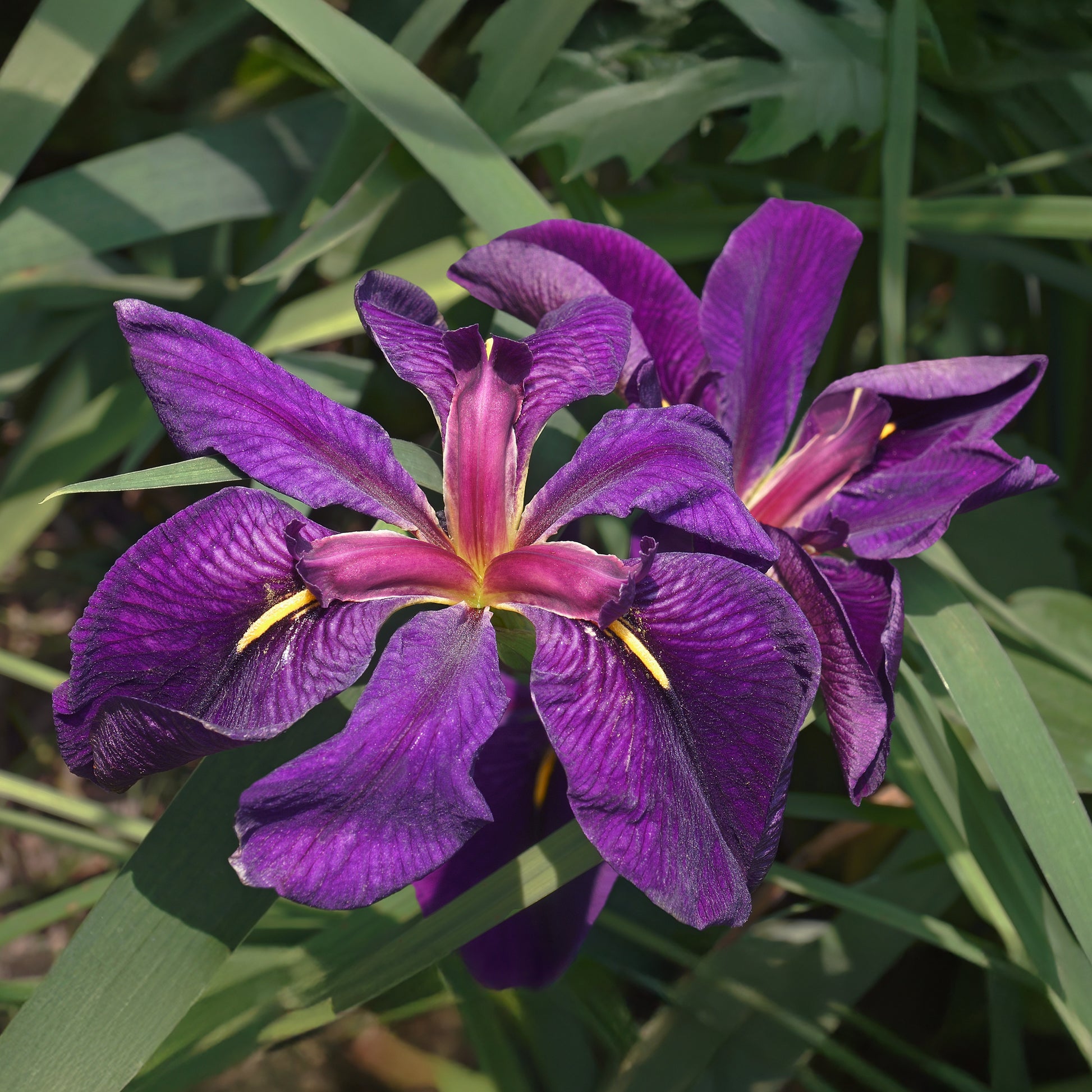 Louisiana-Iris 'Black Gamecock' (Schwarze Schwertlilie) - Iris louisiana Black Gamecock - Bakker