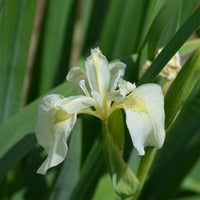 Weißblütige Sumpf-Schwertlilie 'Alba - Iris pseudacorus Alba - Bakker