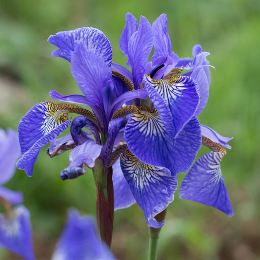 Iris pseudacorus Blau - Bakker