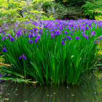 Iris pseudacorus Blau - Iris pseudacorus Blue - Bakker