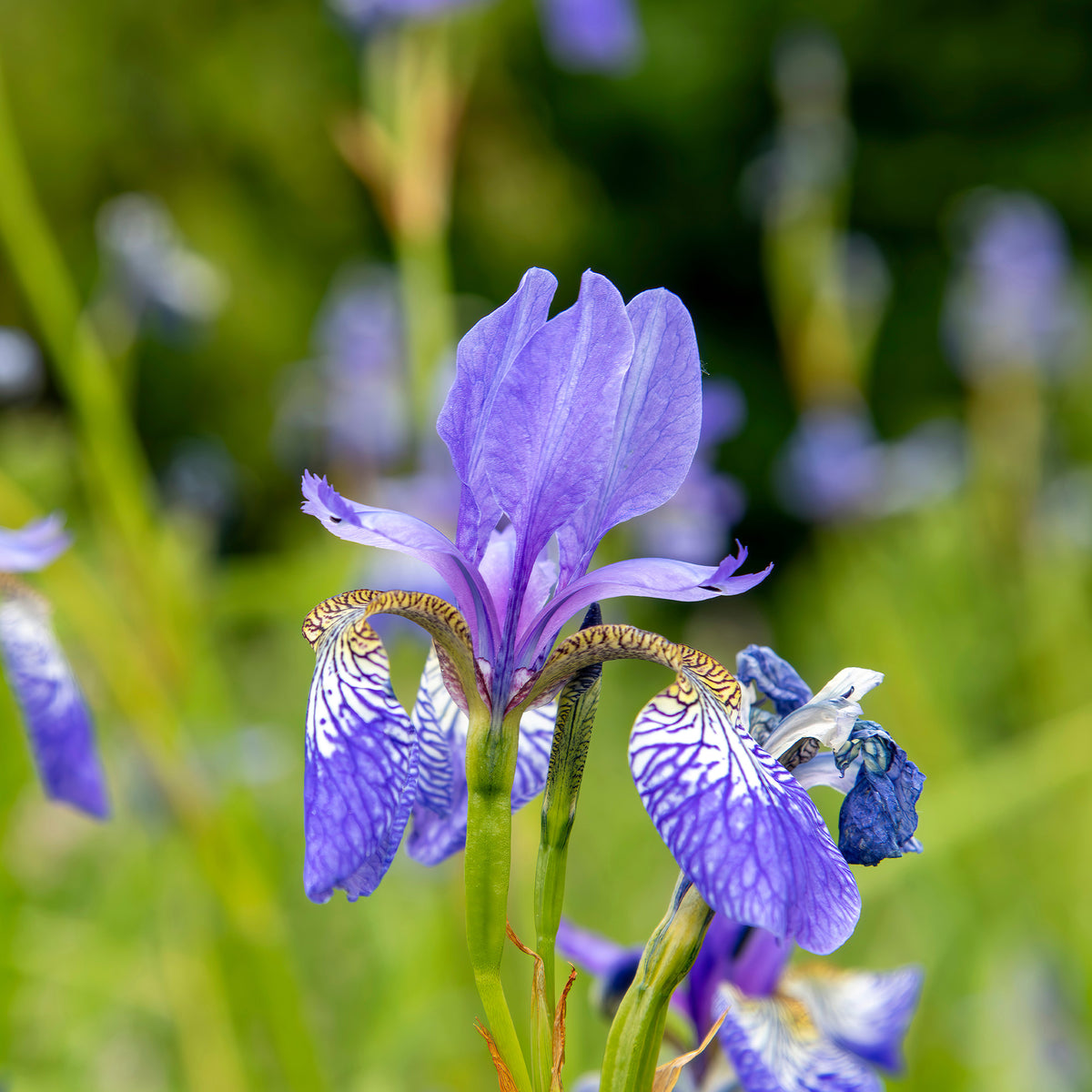 Sibirische Schwertlilie ‘Fran’s Gold’® - Iris siberica Fran's Gold ® - Bakker