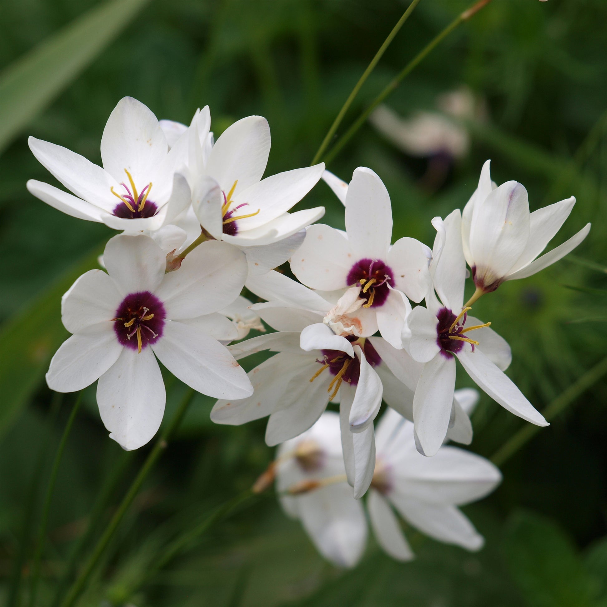 Zwiebeln Weizenlilie Giant  (x25) - Ixia Giant - Bakker