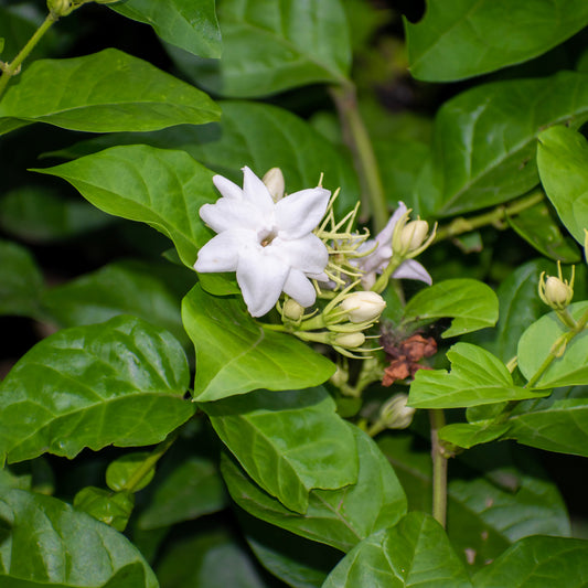 Arabischer Jasmin - Bakker