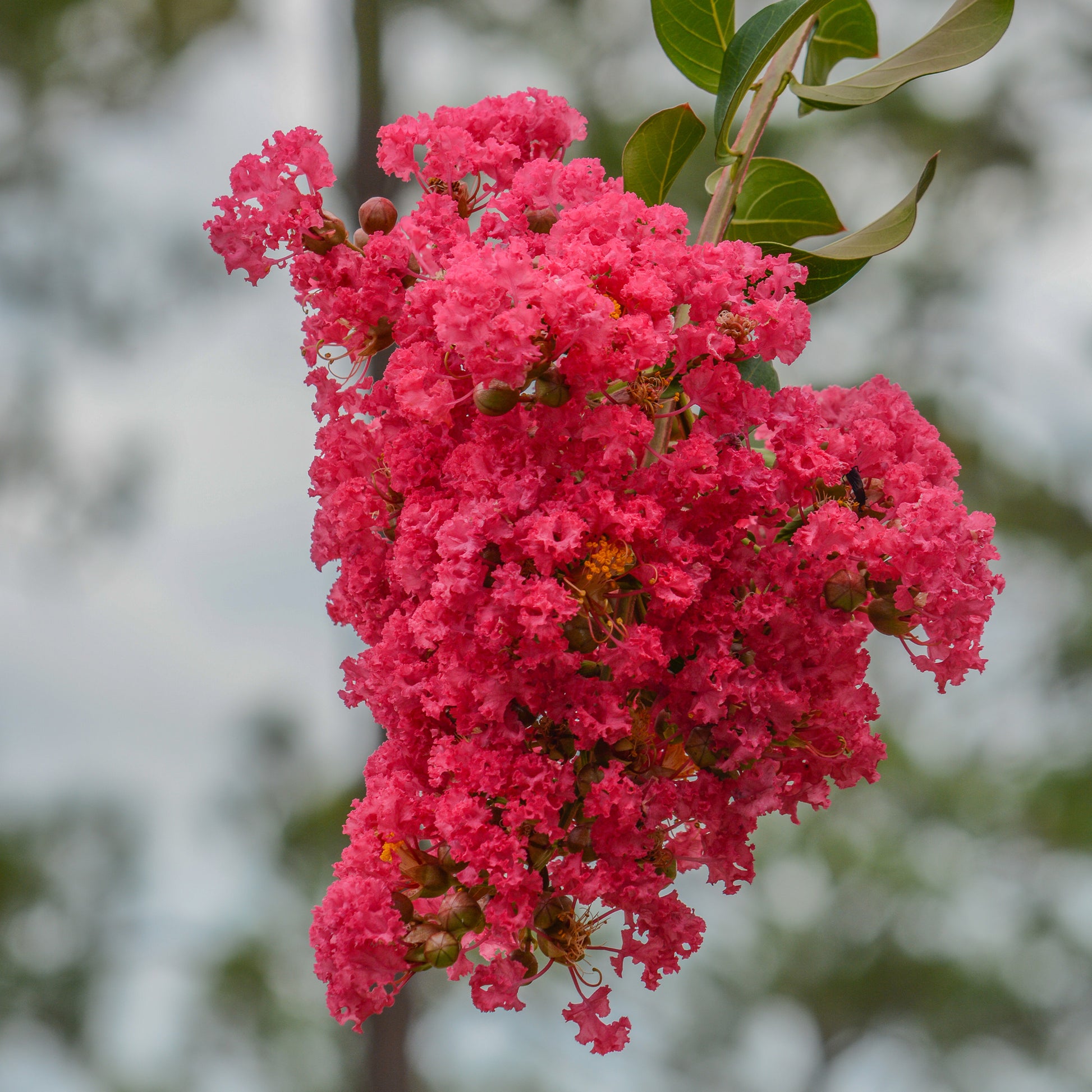 Indischer Flieder Dynamite - Lagerstroemia indica Dynamite - Bakker