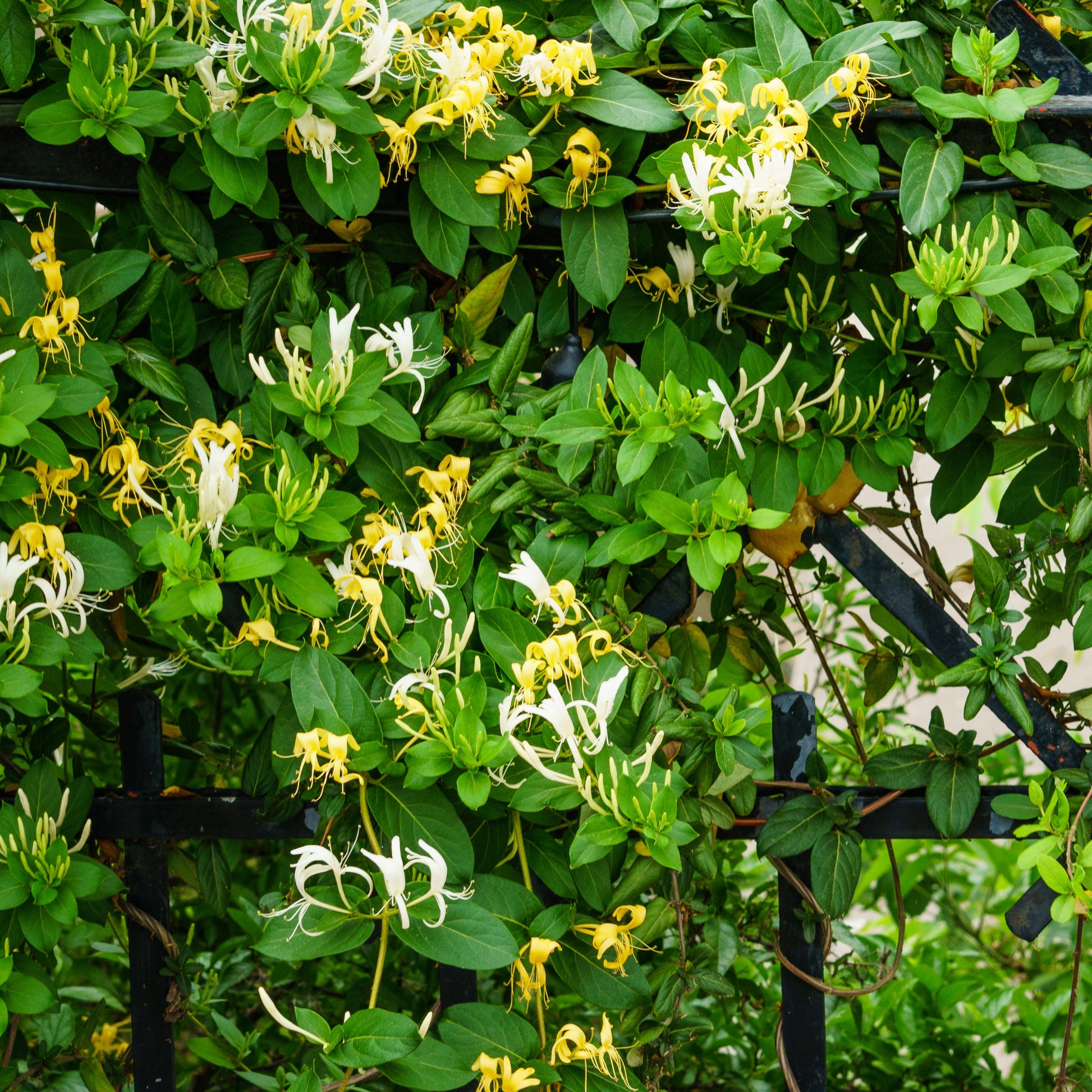 Hall's Prolific Japanisches Geißblatt - Lonicera japonica Hall's Prolific - Bakker