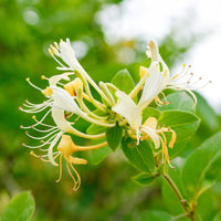 Lonicera japonica Halliana - Japanisches Geißblatt ‘Halliana’ - Kletterheckenblüten