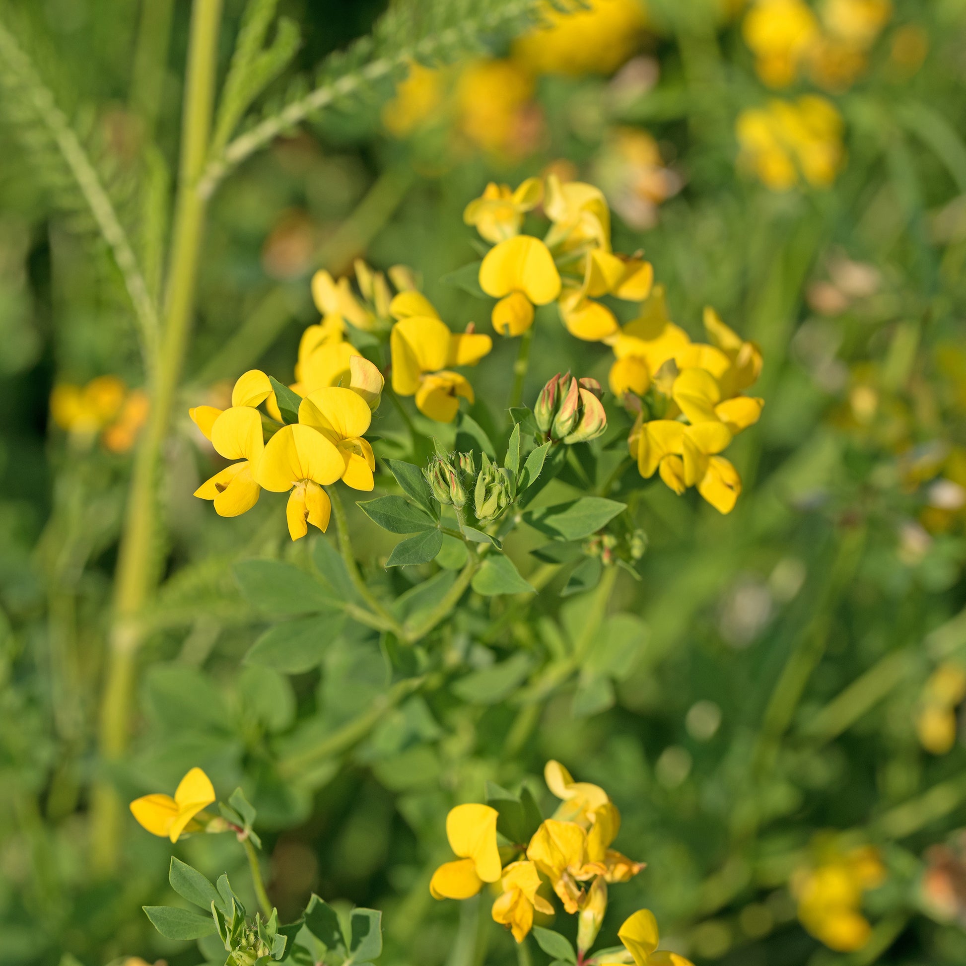 Lotus corniculatus - Hornklee - Wildpflanzen für den Garten