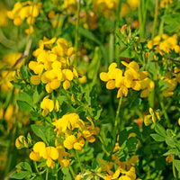 Hornklee - Lotus corniculatus - Bakker