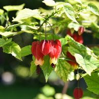 Abutilon megapotamicum - Laterne mit immergrünen Blüten - Blühende Sträucher