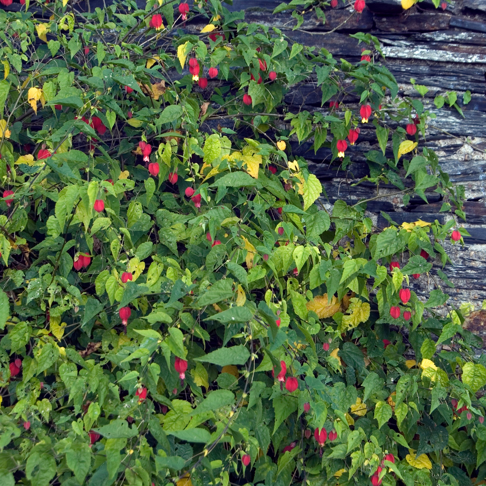 Laterne mit immergrünen Blüten - Abutilon megapotamicum - Bakker