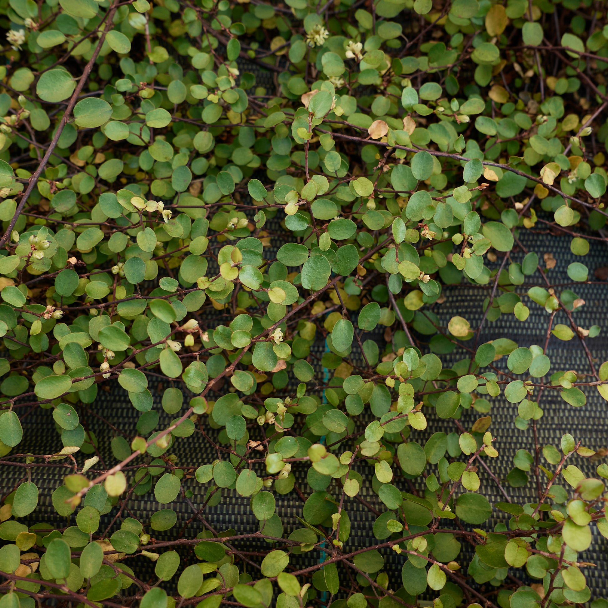 Hängende Pflanzen für Terrasse und Balkon - MUEHLENBECKIA complexa® kriechend & kletternd - Muehlenbeckia complexa