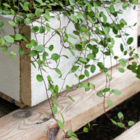 Muehlenbeckia complexa - MUEHLENBECKIA complexa® kriechend & kletternd - Hängende Pflanzen für Terrasse und Balkon