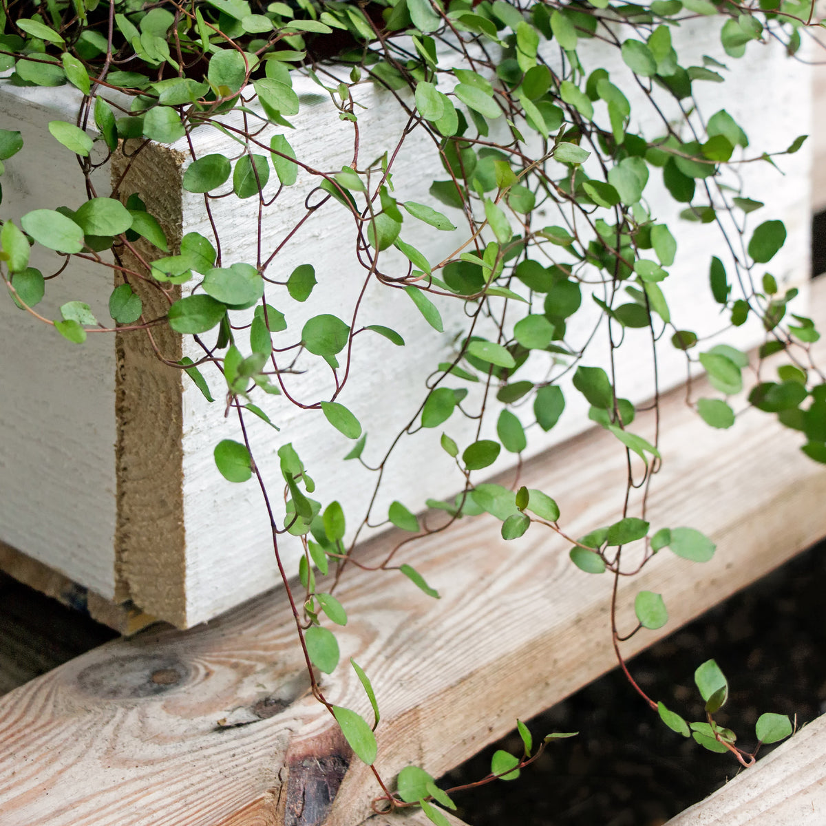 Hängende Pflanzen für Terrasse und Balkon - Mühlenbeckia (kriechend & kletternd) - Muehlenbeckia complexa