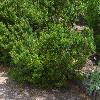 Myrtus communis Tarentina - Tarent-Myrte - Mediterrane Außenpflanzen