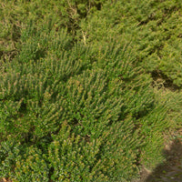 Tarent-Myrte - Myrtus communis Tarentina - Bakker