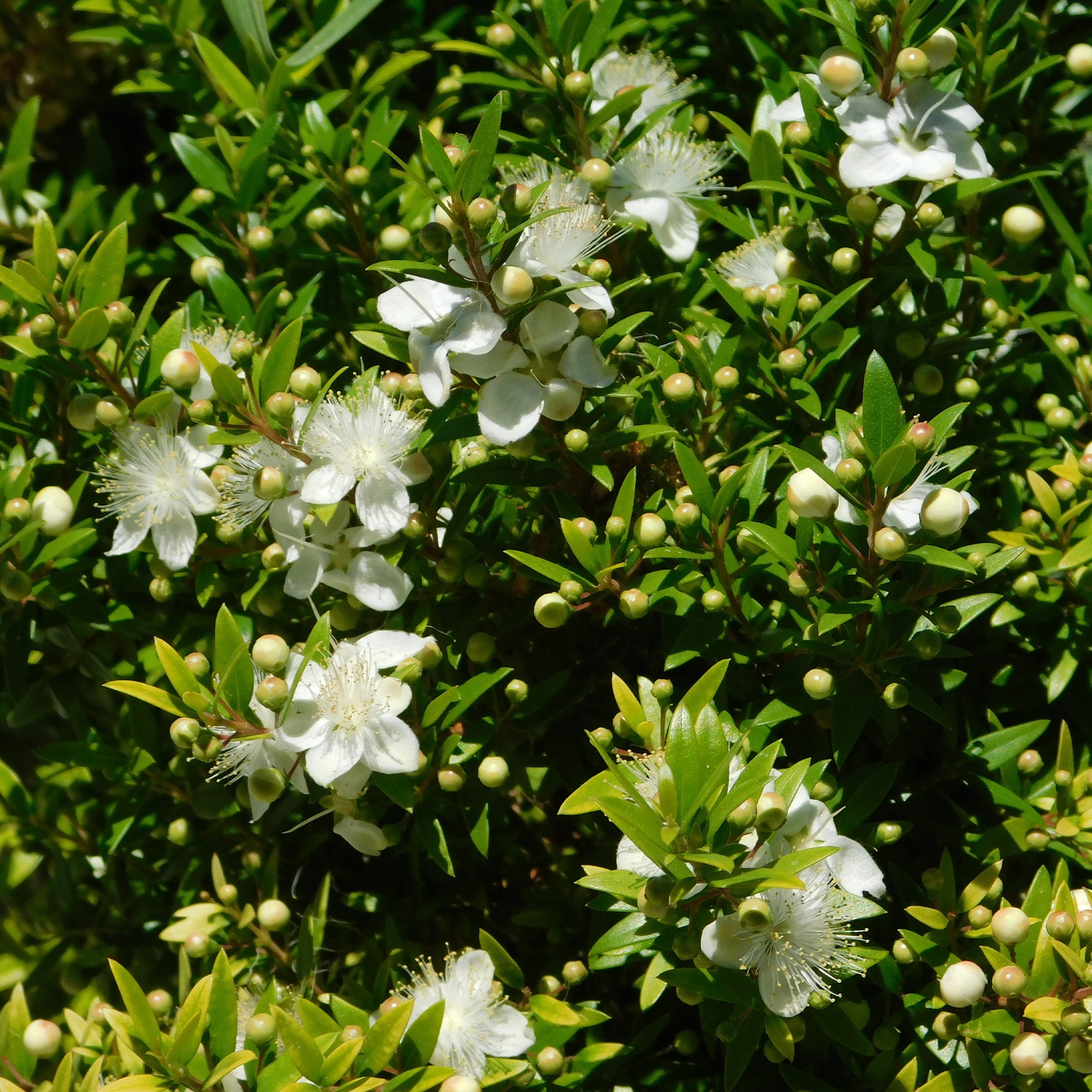 Tarent-Myrte - Myrtus communis Tarentina - Bakker