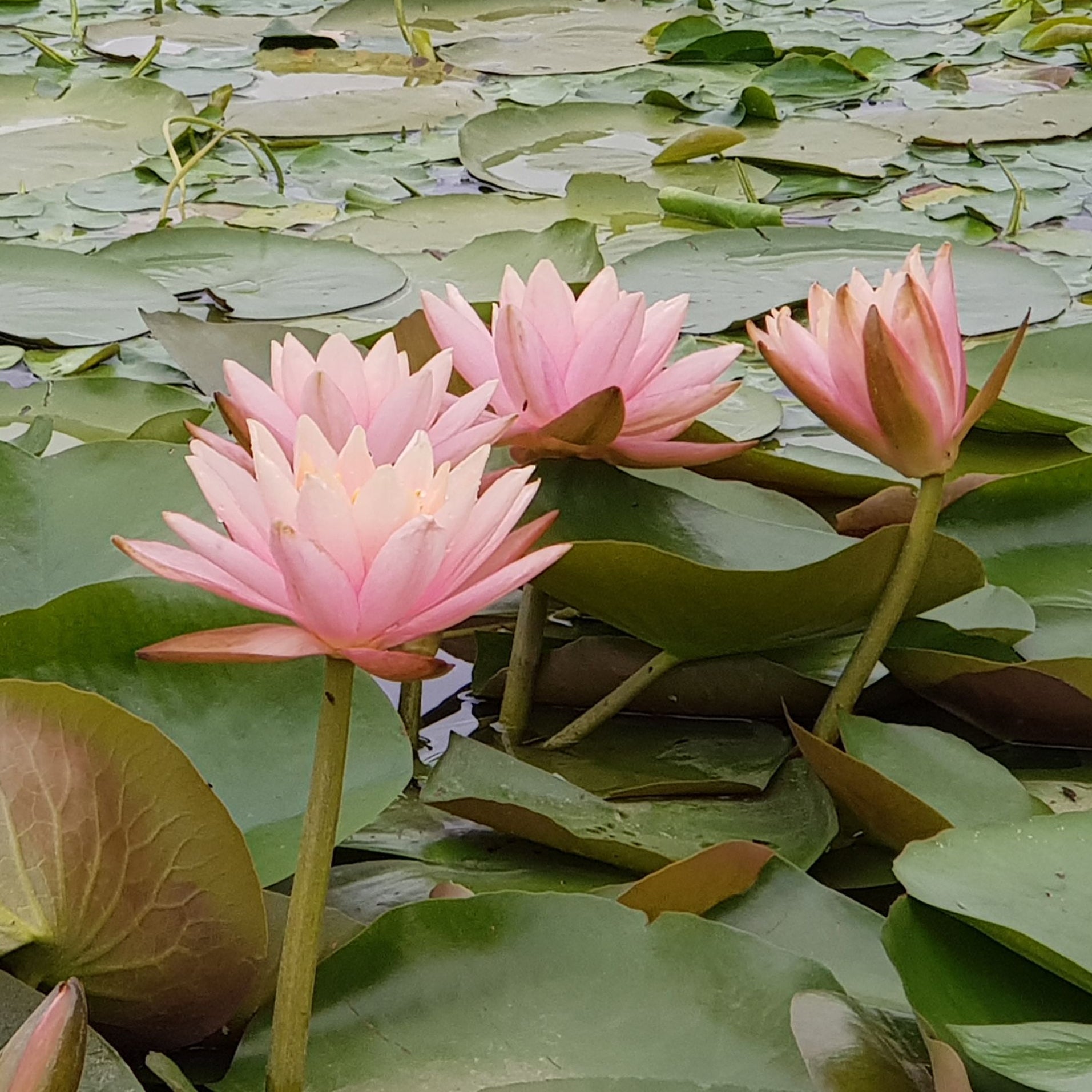 Nymphaea Colorado - Seerose 'Colorado - Seerosen