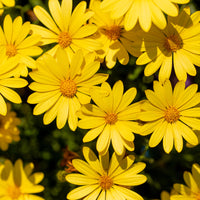 Osteospermum jaune - Kap-Gänseblümchen gelb - Terrassen- und Balkonpflanzen für Töpfe und Balkonkästen