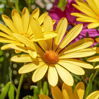 Kap-Gänseblümchen gelb - Osteospermum jaune - Bakker