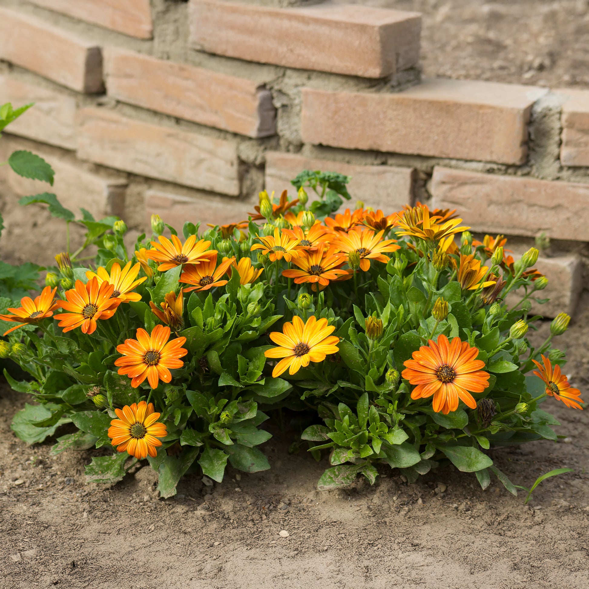 Gänseblümchen orange - Osteospermum orange - Bakker