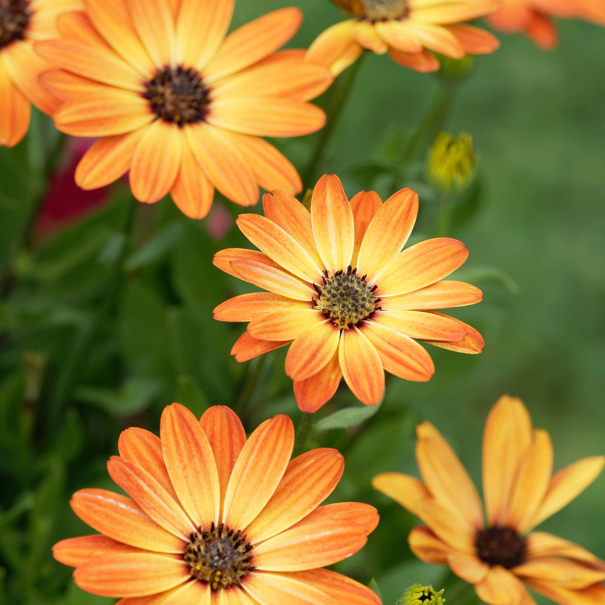 Gänseblümchen orange - Bakker