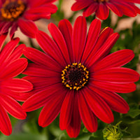 Rotes Gänseblümchen - Osteospermum rouge - Bakker