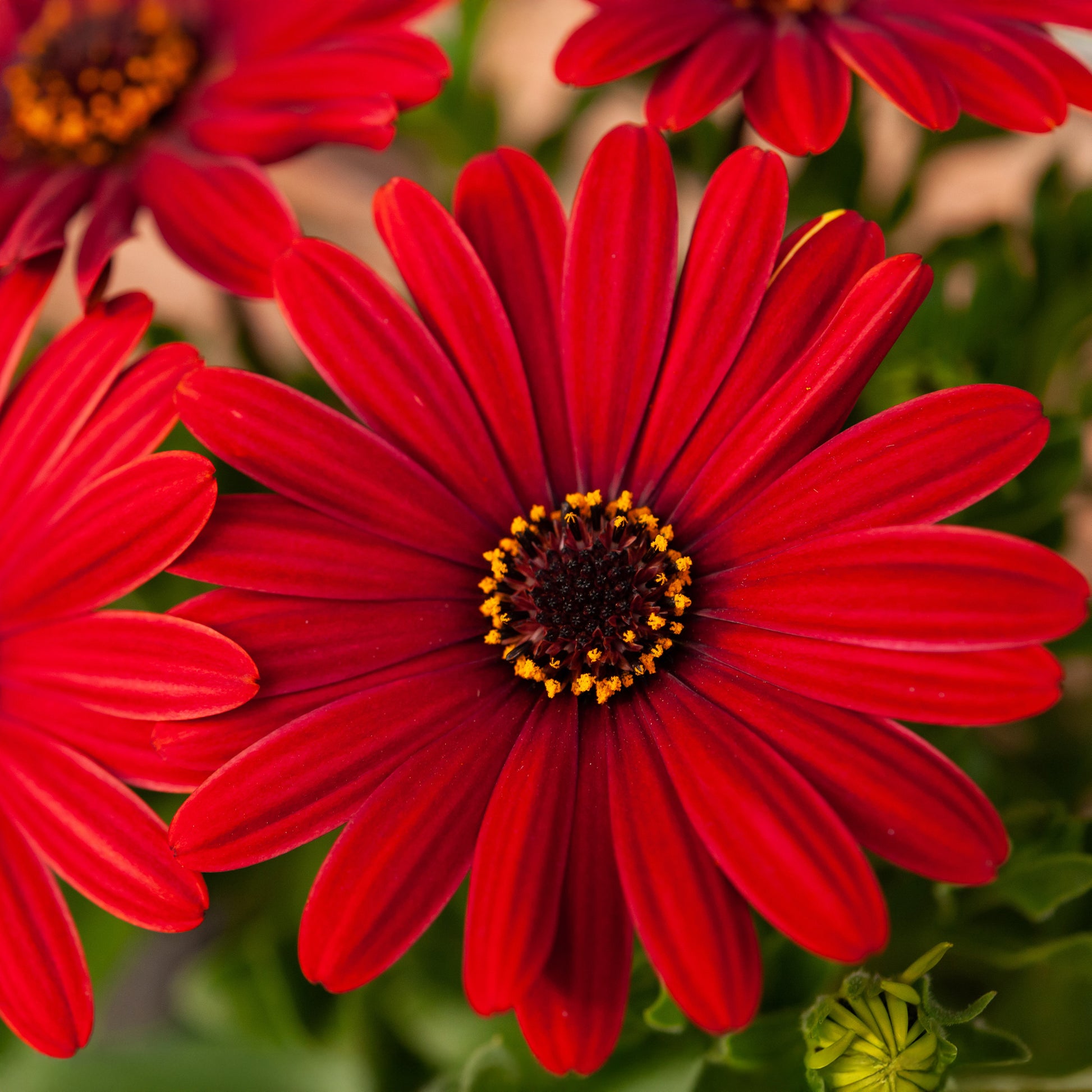 Rotes Gänseblümchen - Osteospermum rouge - Bakker