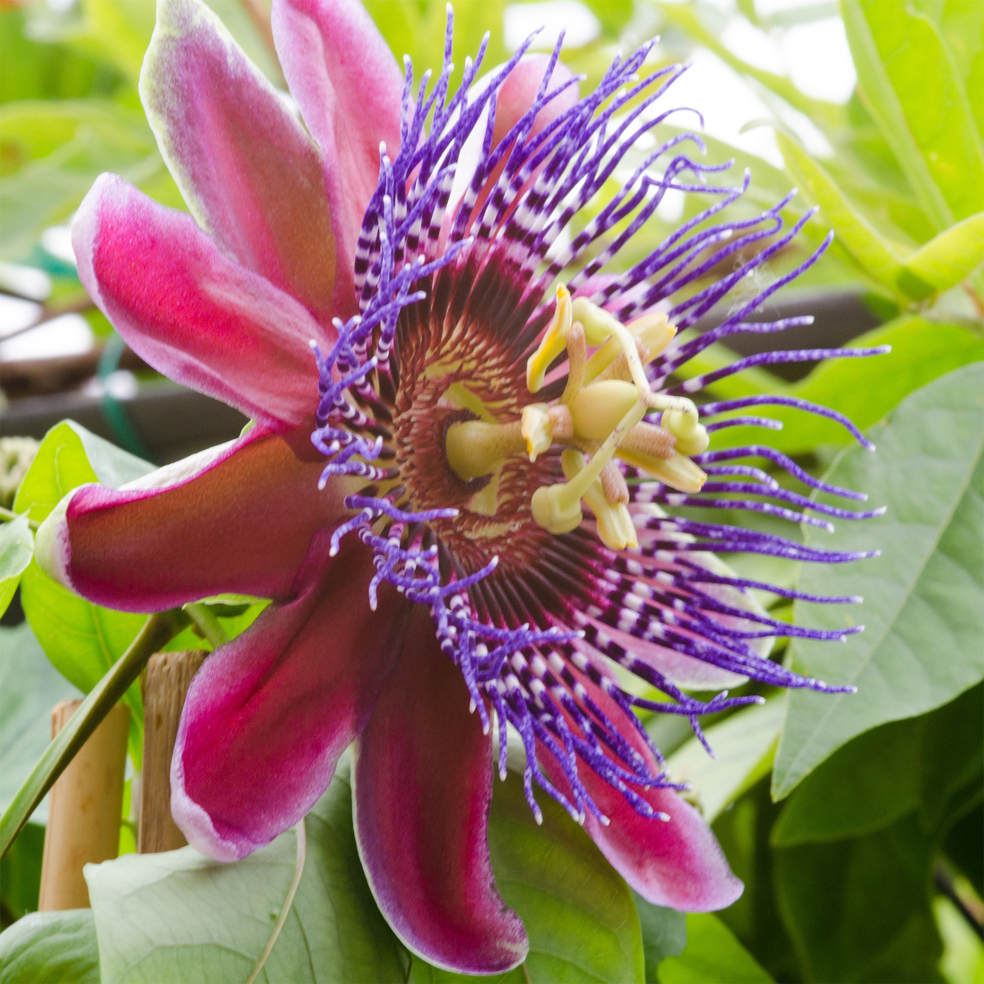 Passiflora alata - Wilder Grenadill/Flügelflieder - Passionsblume